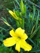 daylily
