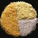 golden rice